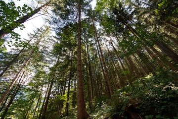 Fototapeta premium Sunlit pine forest in Mürzsteg, Austria