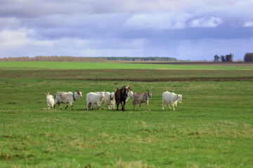 Obraz premium A herd of goats grazes on a green meadow in the background. Wide shot.
