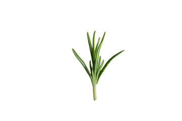 Fototapeta premium close-up view of a twig of rosemary against a clear background