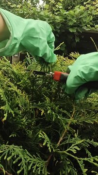 Vertical video. Gardener cuts branches of thuja plant to give it round shape. POV. Landscaping, tending to plants. Gardening concept.