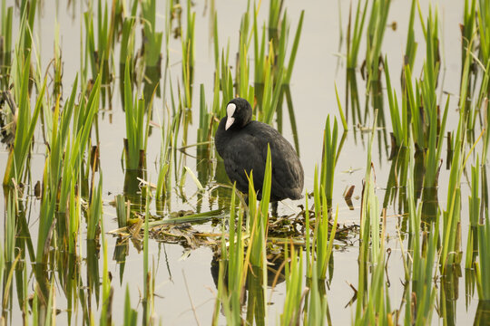 Common coot building its nest