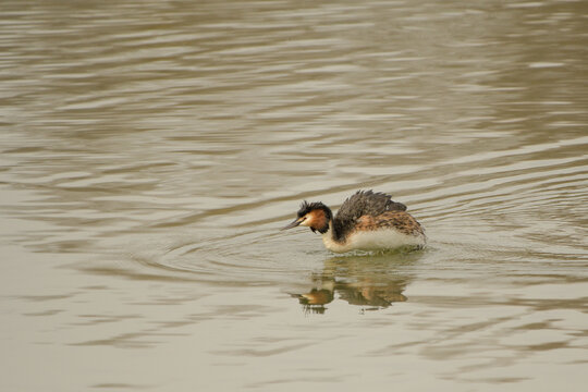 Great grebe shaking its plumage in the water.
