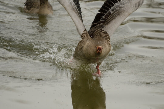 Close-up of a goose in a defiant pose