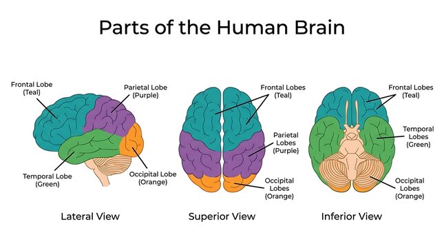 Anatomical diagram showing parts of the human brain lateral superior inferior