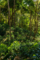Fototapeta premium Coffee plants thriving on a lush green hillside in the tropical forest of a Panamanian farm, benefiting from the ideal climate and rich soil, Chiriqui, Central America - stock photo