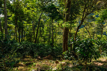 Fototapeta premium Lush green coffee plants thriving on a sloping hillside, integrating with the surrounding forest and producing high-quality beans in the fertile volcanic soil of Chiriqui, Panama - stock photo