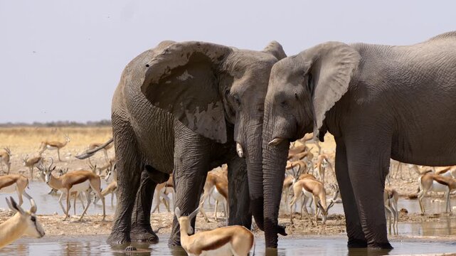A pair of African elephants cooling down and drinking from a waterhole, Etosha National Park, Namibia.	