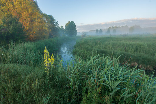 a narrow river flowing through lush green wetlands. Thick fog lingers over the grass, while autumn trees glow under soft sunlight
