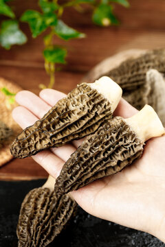Fresh Morel Mushrooms in Hands - Gourmet Wild Fungi with Distinctive Honeycomb Pattern