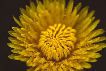 Obraz premium close-up view of a yellow flower with multiple layers of petals