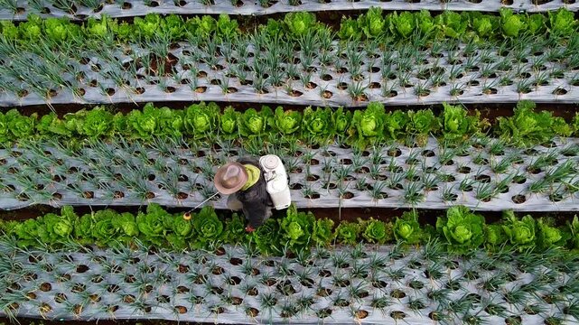 The fertile foothills of Mount Sumbing are suitable for spring onion plantations in Butuh hamlet, Magelang district.