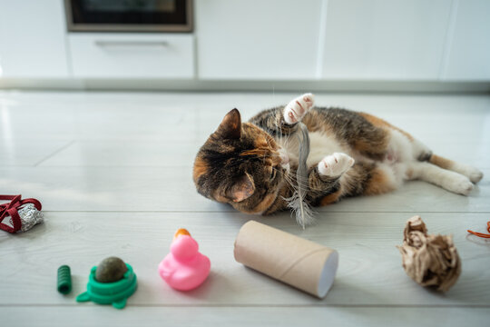 Positive domestic cat enjoying playing with feather comfortably lying on floor surrounded by favorite toys, playful curious kitty caught fluffy plump in paws, satisfaction of animal hunting instincts.