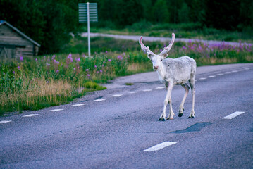 An albino reindeer on the road in northern Finland © Jane