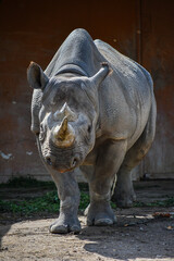 Eastern black rhinoceros walking toward the camera © Jane