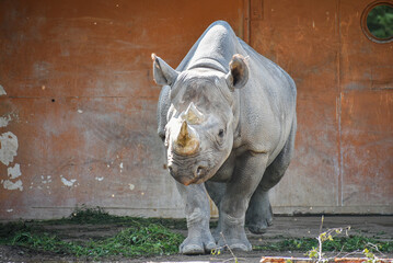 Eastern black rhinoceros walking toward the camera © Jane