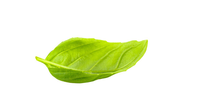 Single basil leaf isolated on white background