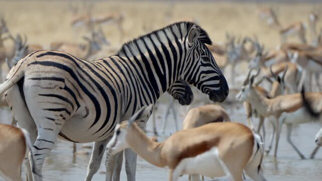Herds of oryxes, zebra and springbok gather around a waterhole in Etosha National Park, Namibia.