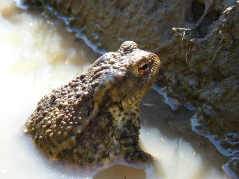 Close-up shot of a common toad (Bufo bufo) sitting in muddy water near a clay riverbank