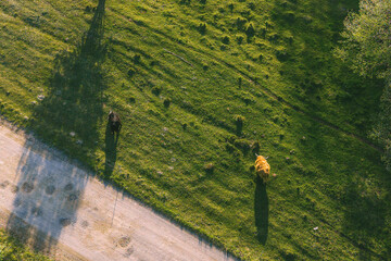 Top down view of cows on agricultural land © AlexGo