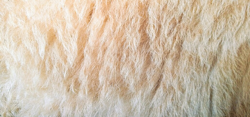 A close-up texture of soft, shaggy animal fur in light beige and cream tones, featuring long organic hair strands with natural light variations © wiki