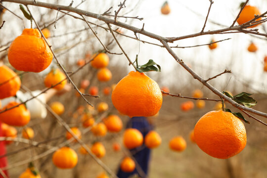 Fresh Mandarins Ripening on Orchard Branches