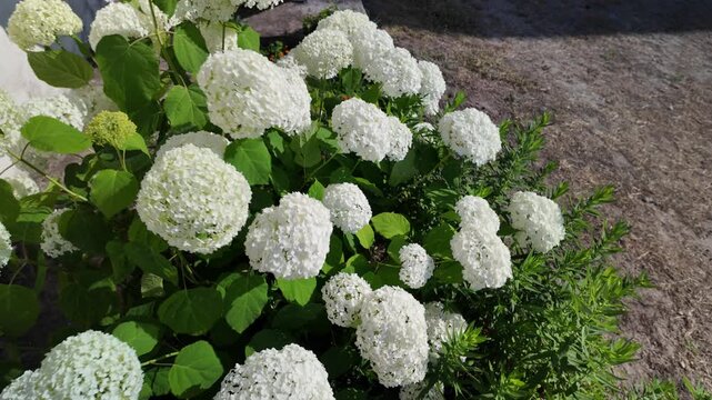 Stunning white hydrangea flowers blooming gracefully in the bright sunny garden next to the concrete steps. This gorgeous cinematic nature video is captured in stunning 4K 24fps 