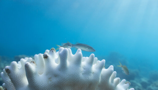 Bleached Coral Reef from Ocean Warming