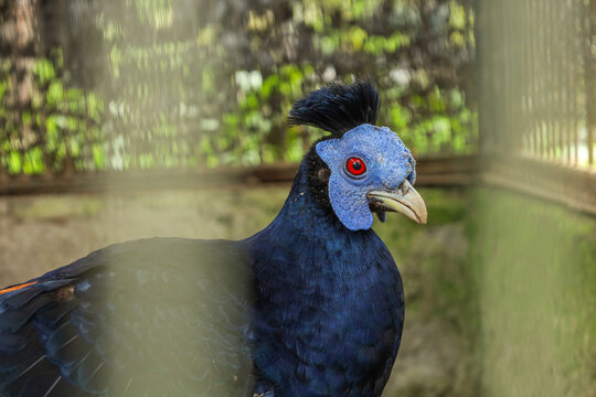 Crested Pheasant Stands Inside Enclosure Showing Textured Facial Skin And Tufted Head Plumage