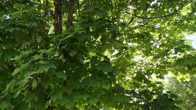 Grande albero con chioma verde e luminosa, illuminata dal sole che filtra tra le foglie. Scena naturale serena, fresca e immersa nella luce