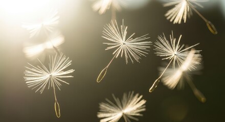 Obraz premium Dandelion seeds floating in a dreamy golden atmosphere.