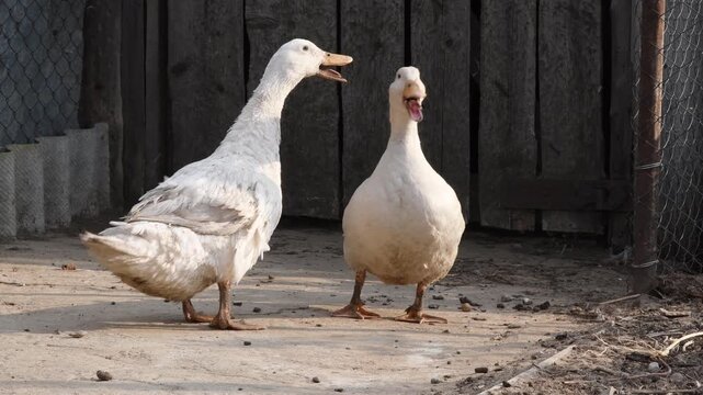 Two white domestic ducks quacking and interacting in a poultry yard with a chicken passing by in the background, showcasing daily life on a traditional farm with free range birds