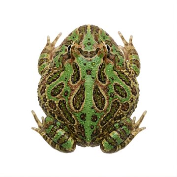 Top View of a Green and Brown Pacman Frog on a White Background.