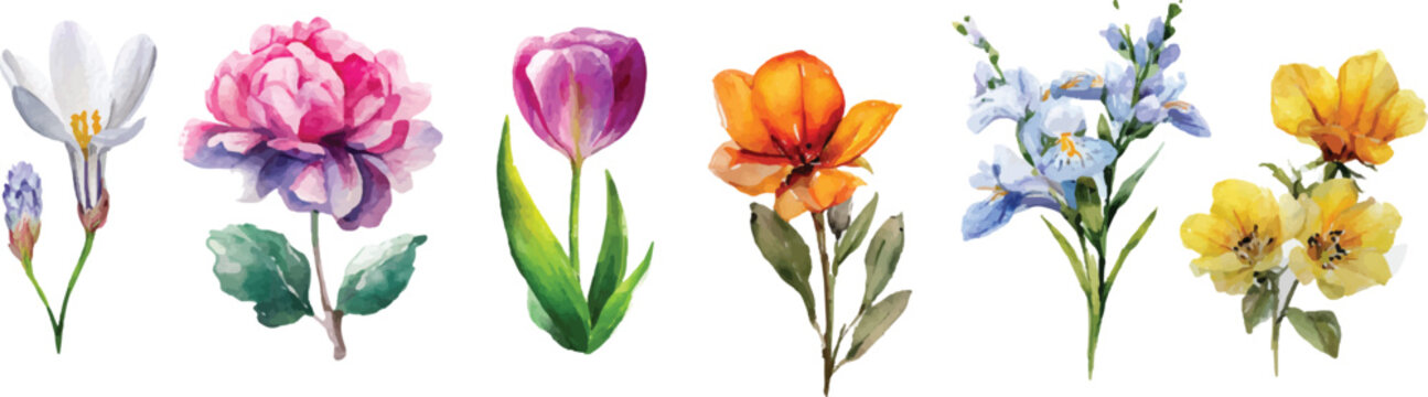 spring crocus flower