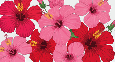 Vibrant red and pink tropical hibiscus flowers in full bloom © tanung