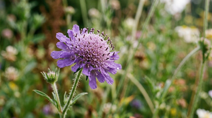 Fototapeta premium Macro photography of a purple Scabiosa flower with water droplets. Close up of a wet pincushion bloom in a green meadow