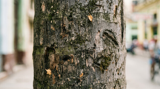 Detailed texture of a Royal palm tree trunk with green moss. Close up of rough bark and dry leaves against a blurred urban street background