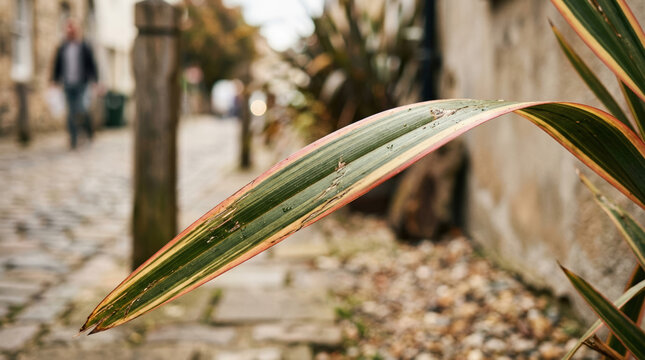 Macro photography of a striped Phormium cookianum Tricolor leaf. Close up of New Zealand flax with blurred cobblestone city street background