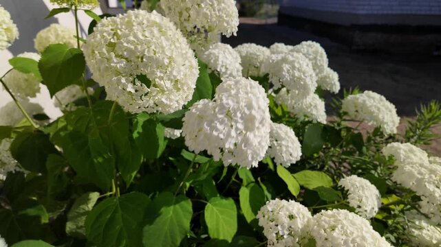 Stunning white hydrangea flowers blooming gracefully in the bright sunny garden next to the concrete steps. This gorgeous cinematic nature video is captured in stunning 4K 24fps with Motion Blur.