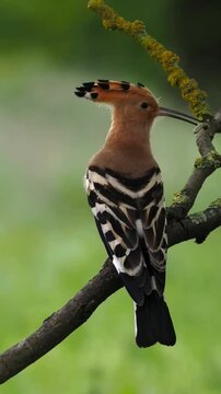 Eurasian Hoopoe Perched on a Mossy Tree Branch