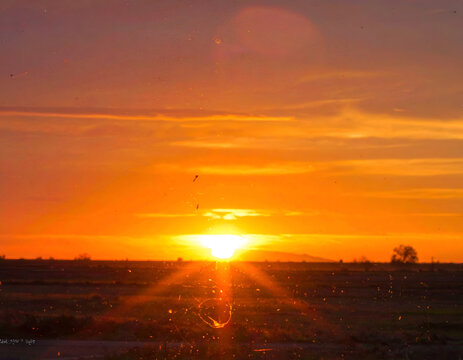 Vibrant Sunset Over a Flat Horizon with Distant Tree Silhouette.
