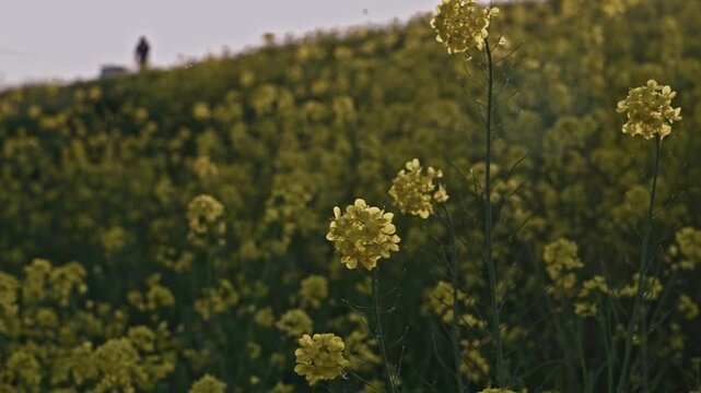 Close rapeseed blooms fill the foreground while a lone tiny figure stands on the crest of a flower-covered hill, emphasizing the vast scale of the spring bloom.