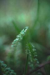 Fototapeta premium Morning nature in sunlight and dew