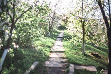 Fototapeta premium Spring evening landscape