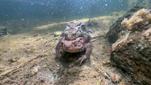 Male Common Toad (Bufo bufo) on a female in amplexus at the bottom of a clear-water stream. Estonia.