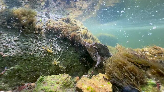 Male Common Toad (Bufo bufo) on a female in amplexus at the bottom of a shallow stream, Estonia.