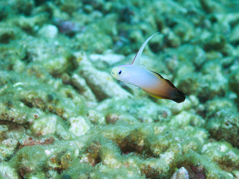 ハタタテハゼ　Fire Dartfish