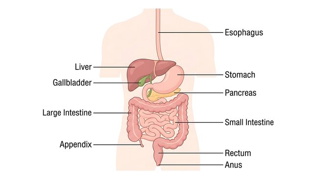 Human digestive system anatomical chart with labeled organs digestive pancreas