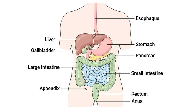 Educational anatomy diagram of human digestive system with labeled organs