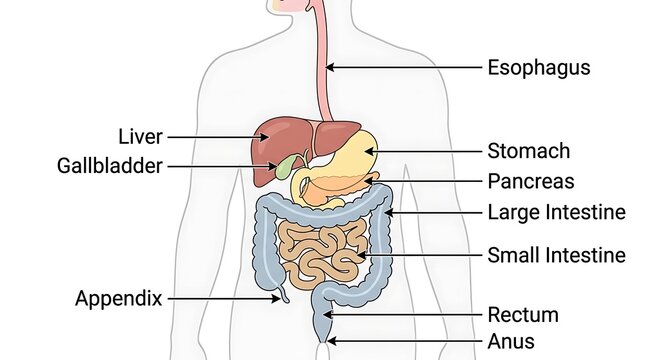 Detailed medical illustration of human digestive tract anatomy and organs
