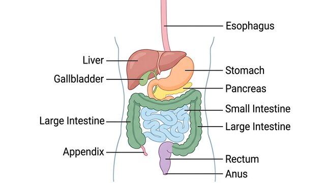 Color-coded anatomical illustration of human digestive tract with digestive
